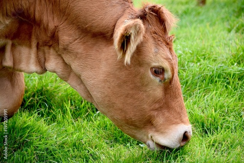 Cow