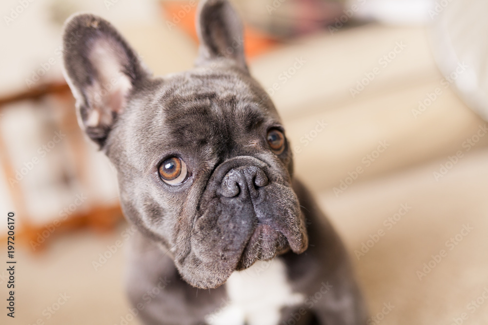 French Bulldog at Rest