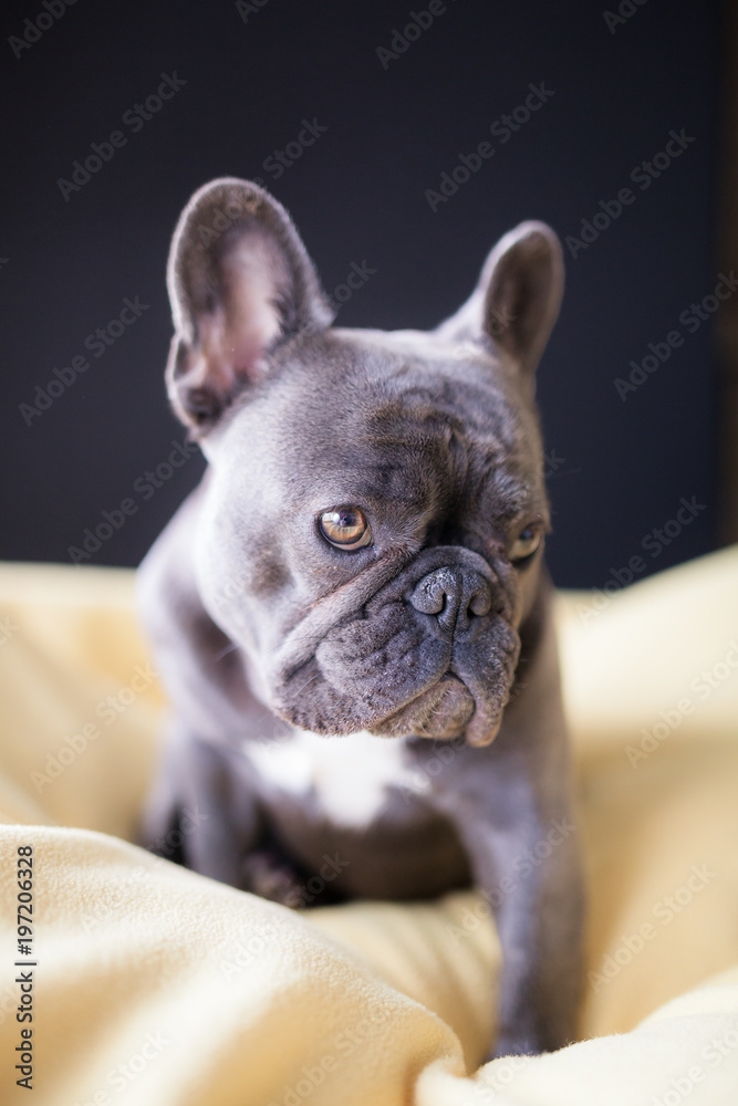 French Bulldog at Rest