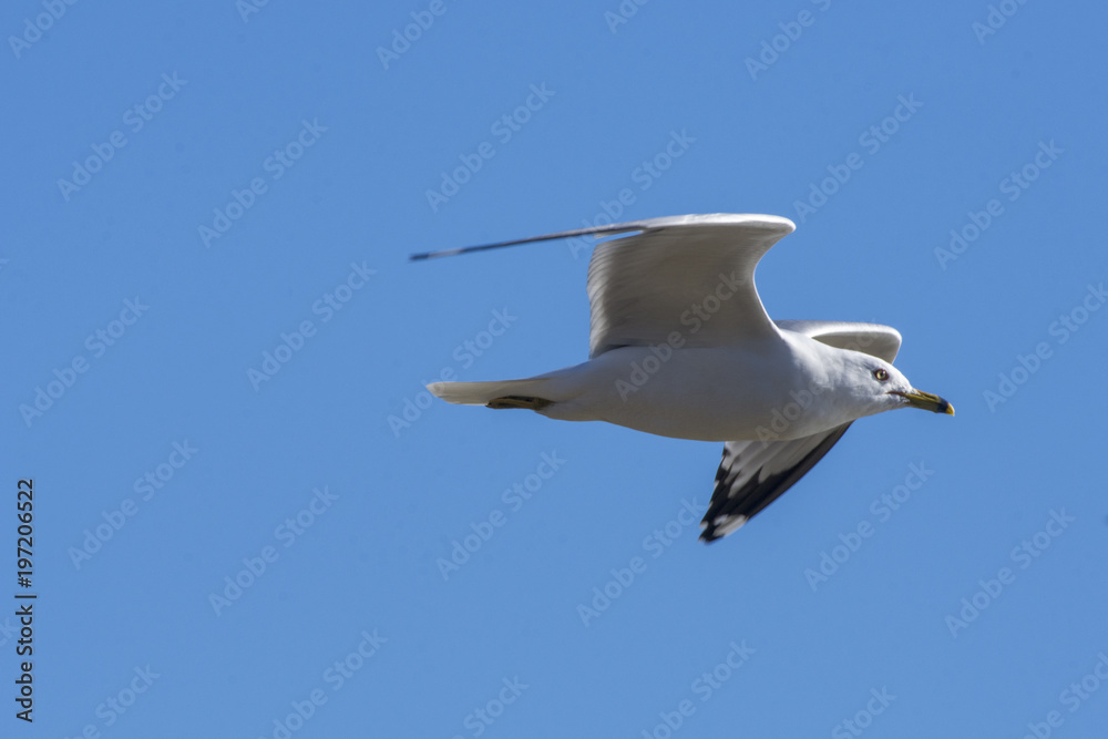 Obraz premium A ring billed gull in flight, Breton Bay, St Marys County, Maryland.