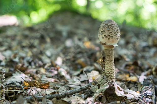 Little parasoll mushroom photo