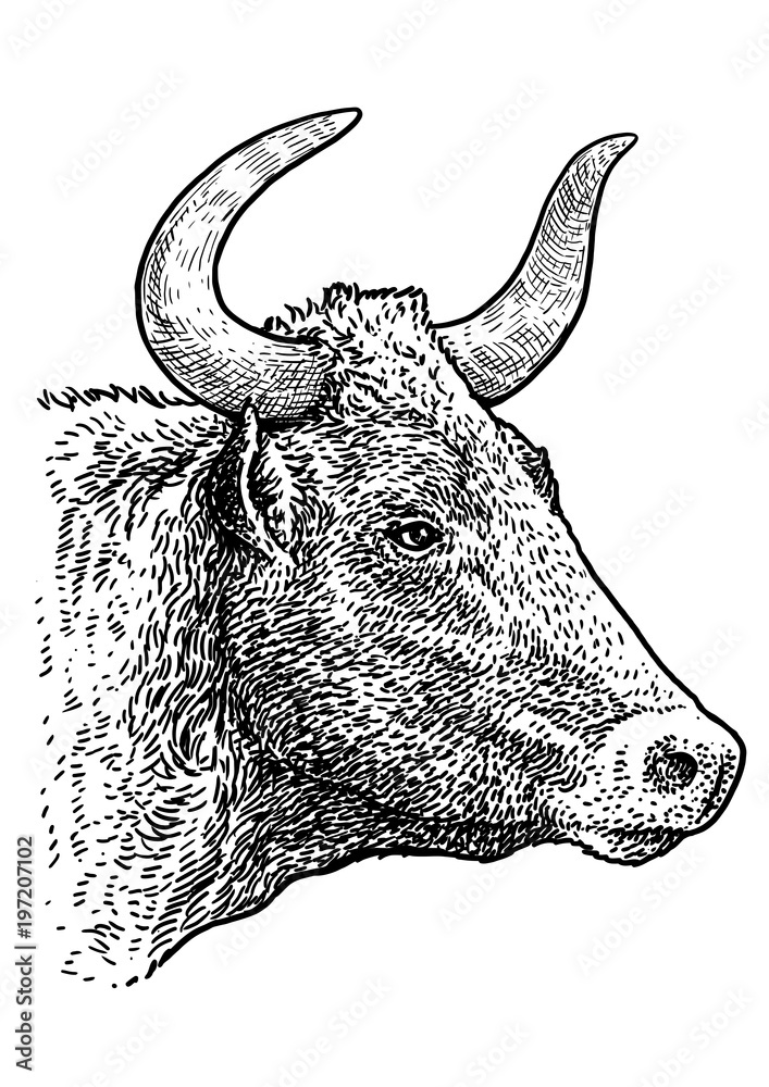 Bull head portrait illustration, drawing, engraving, ink, line art ...