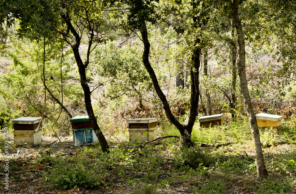 Row of eight beehives under trees