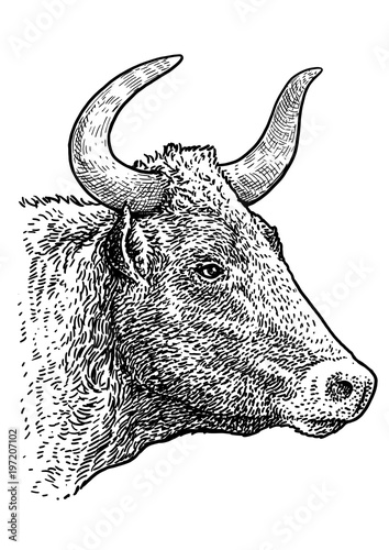 Bull head portrait illustration, drawing, engraving, ink, line art, vector