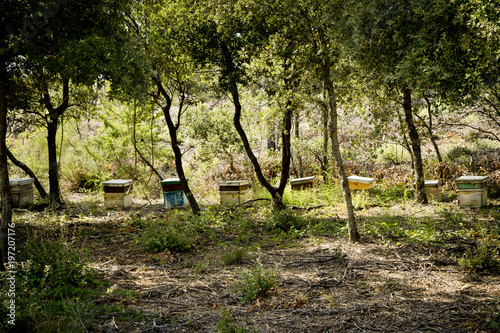 Row of eight beehives under trees