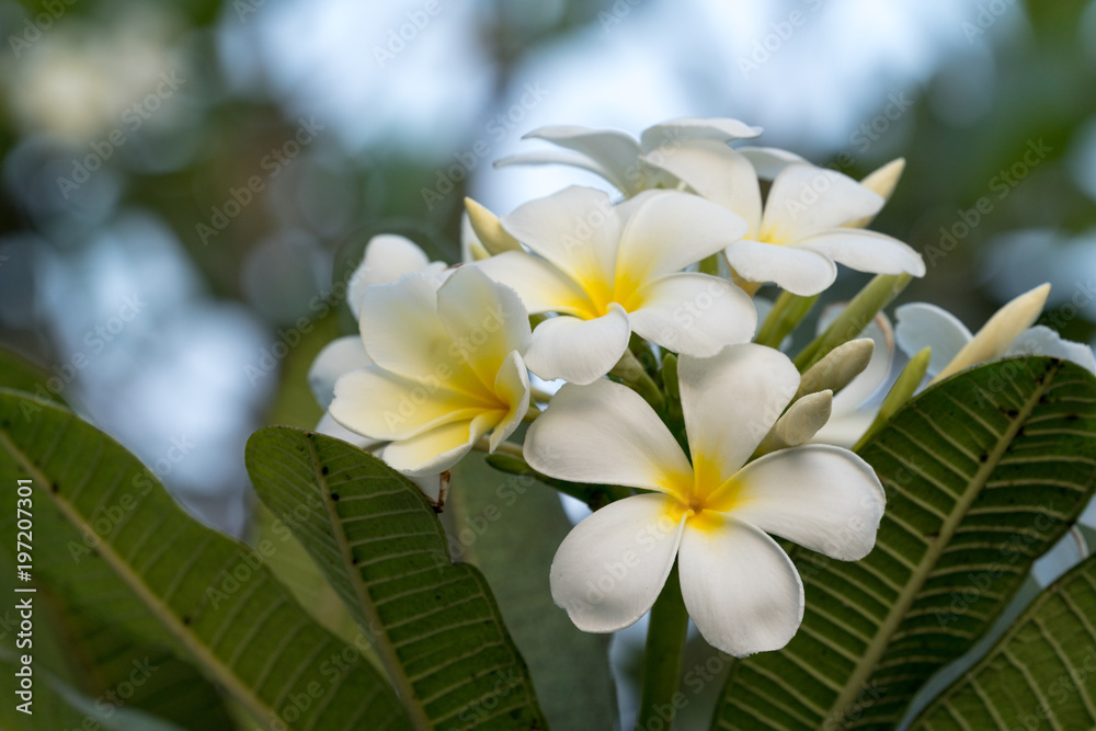 White plumeria on the tree