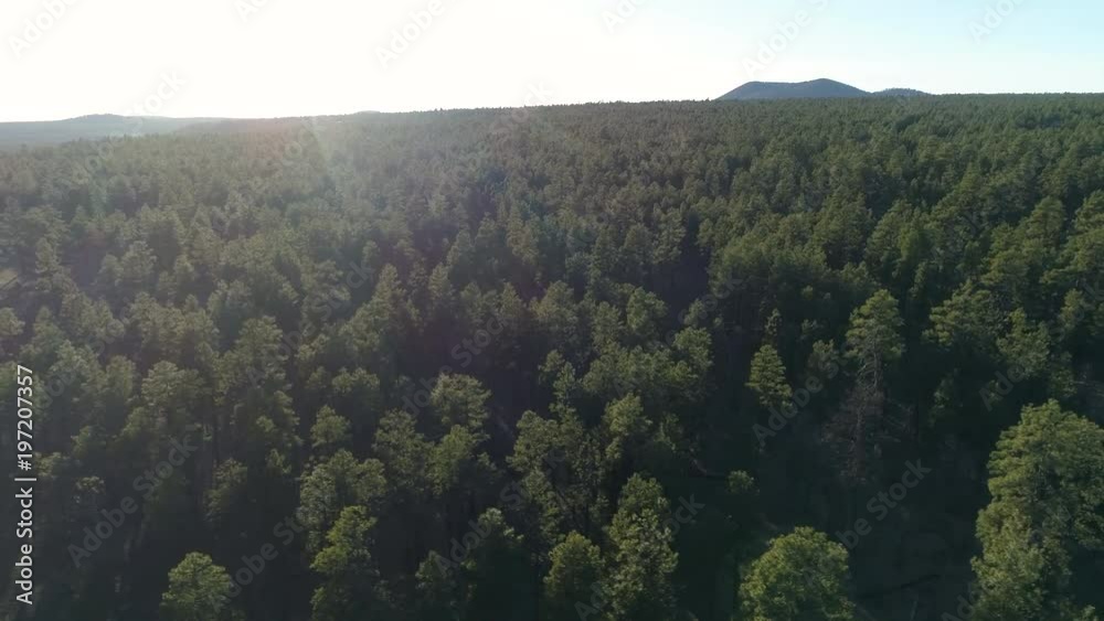 Aerial view of trees in the sunlight Aerial view of trees in the sunlight