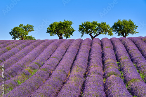 Olive trees and lavender fields in Summer on Valensole Plateau. Alpes de Haute Provence, France