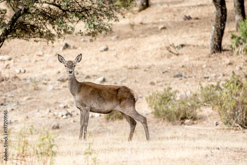 Deer in the wild in the field