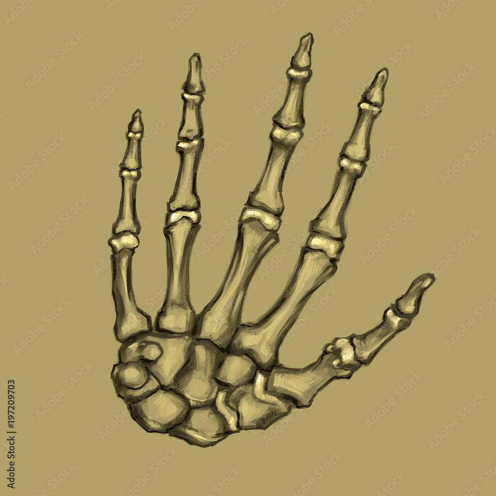 Human hand anatomy print III – Codex Anatomicus