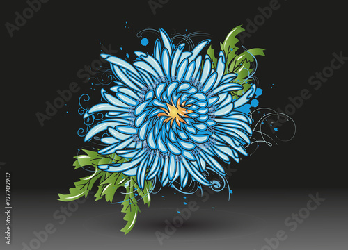 Blaue Chrysantheme auf schwarzem Hintergrund