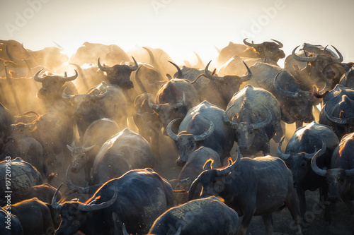 Foto Group of Thai buffalo running