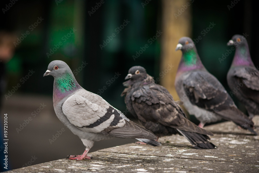 Obraz premium Melbourne Pigeons