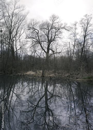 Bare tree and pond in winter. Melancholic and sad scenery of nature and landscape