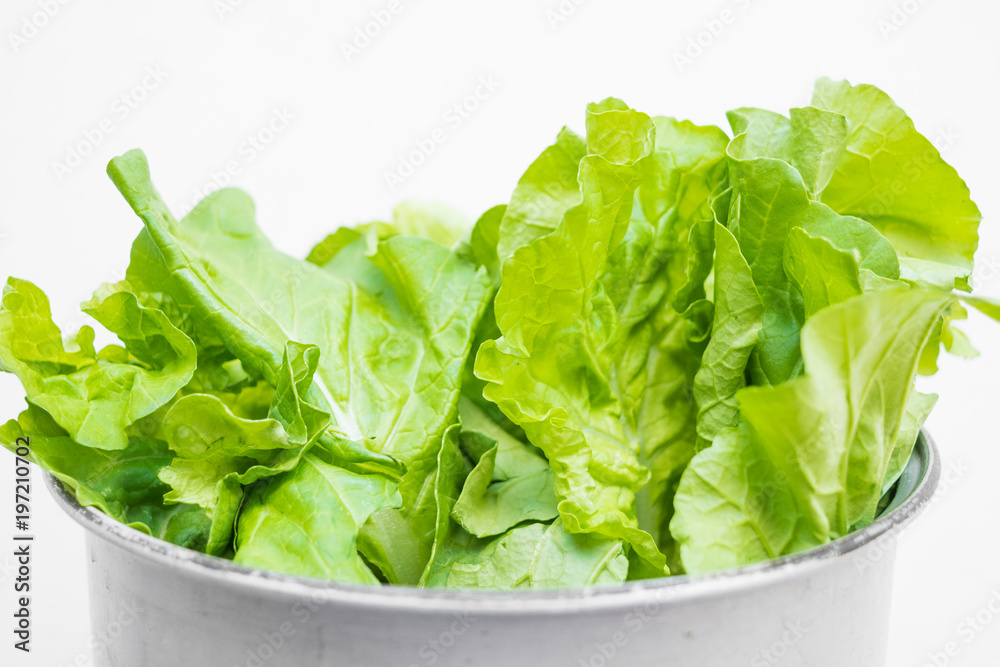 Green chinese cabbage,fresh vegetable on white background Green chinese cabbage,fresh vegetable on white background