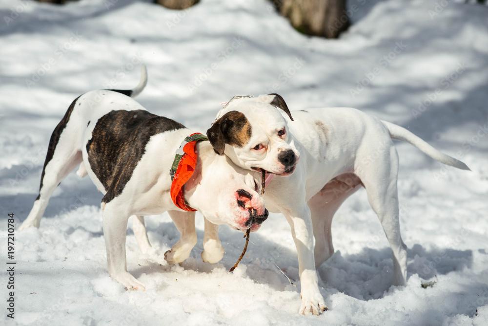 Two American bulldogs play with a stick in winter park