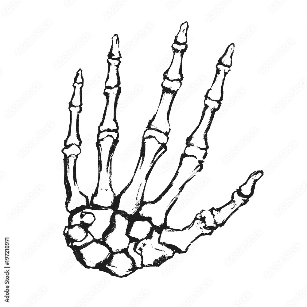 Hand drawn hand bones. Anatomical drawing. Human skeleton hand. Stock  Vector | Adobe Stock
