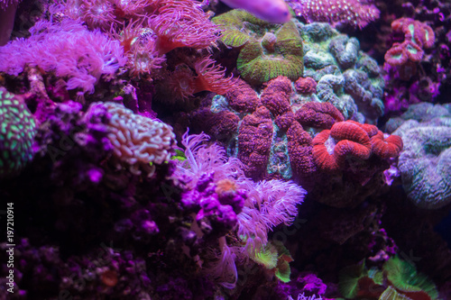 Aquarium Coral