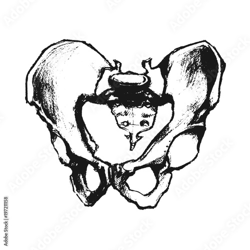 Human pelvic bones, hand drawn illustration. Ink sketch style. Anatomical drawing.