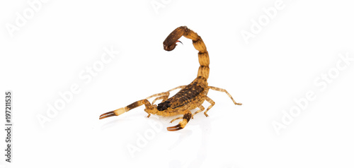 dangerus scorpion isolated on white background