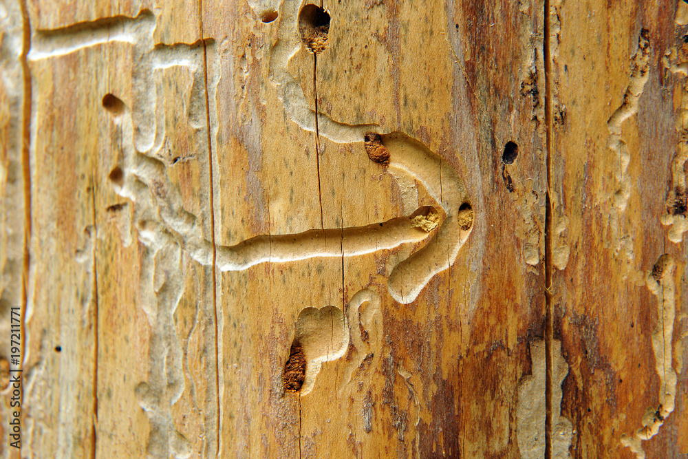 This is the direction.
Roads carved by ants. Tree trunk This is the direction.
Roads carved by ants. Tree trunk
