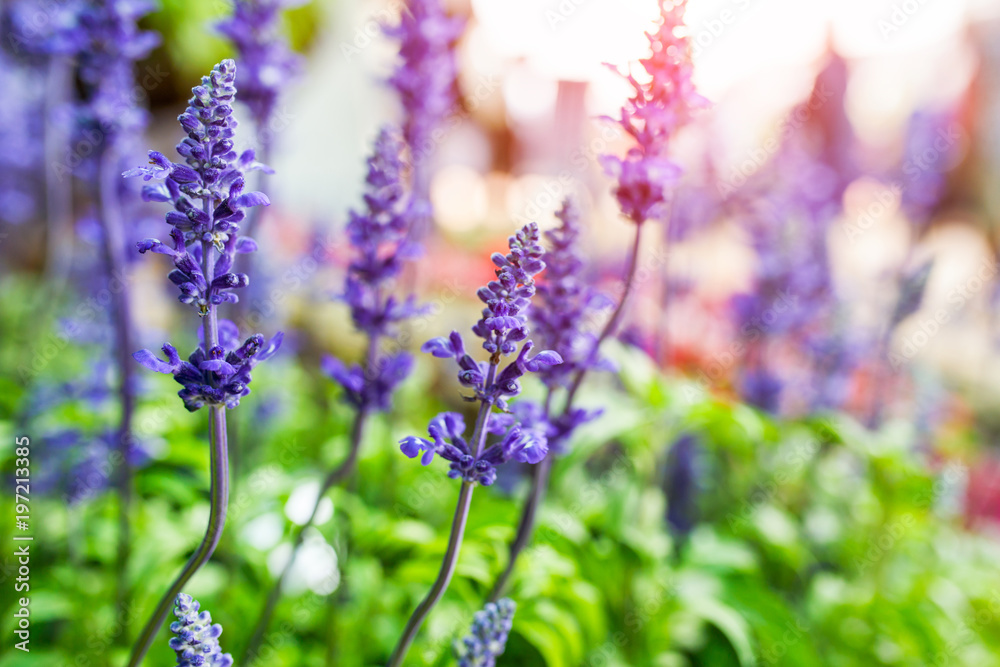 Obraz premium Group of purple blue flowers in the garden