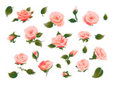 Poster with rose flowers element collection. Vector illustration.