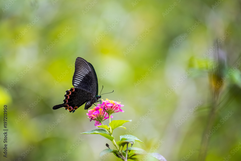 Fototapeta premium Paris Peacock (Papilio paris) Butterfly