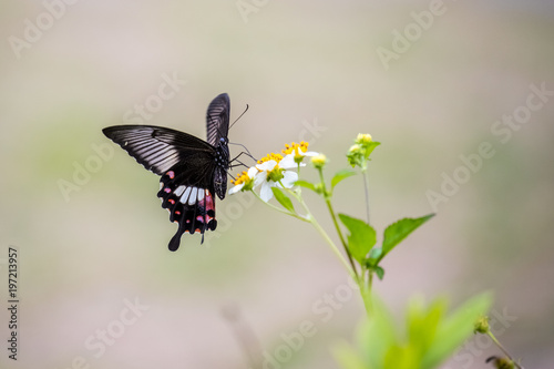 Red Helen (Papilio helenus) Butterfly