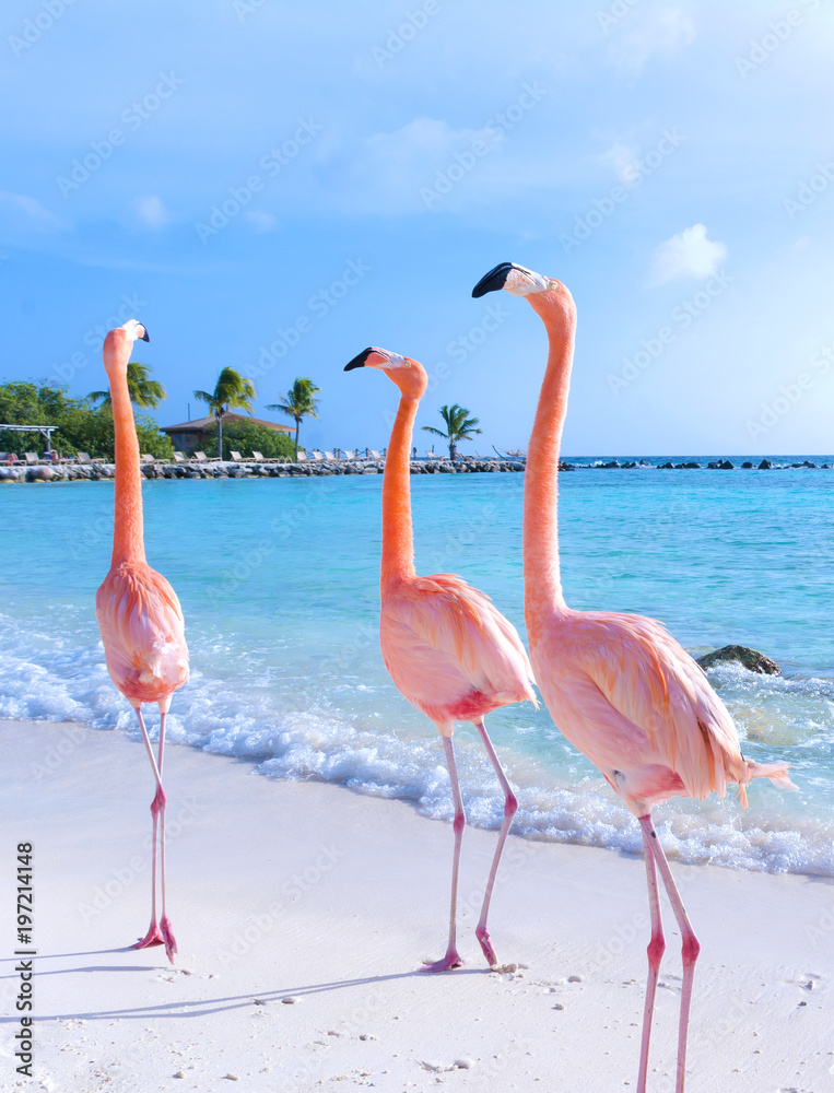 Naklejka premium Różowy flaming chodzący po plaży