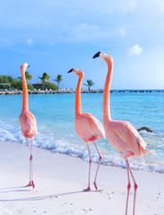 Poster Flamingo Roze flamingo wandelt op strand  © Natalia Barsukova