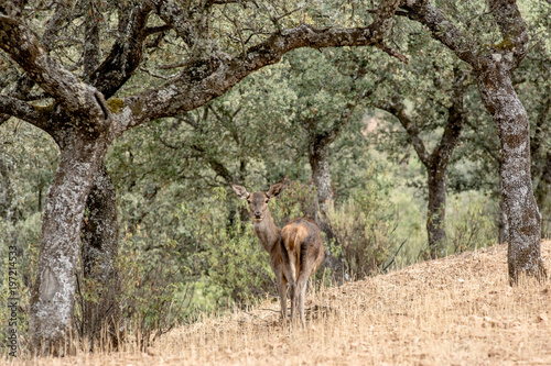 Deer in the wild in the field