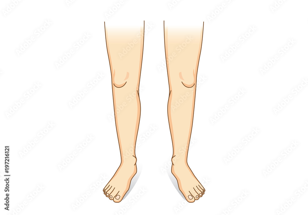 Vecteur Stock Leg vector in front view. Illustration about human legs  composition. | Adobe Stock