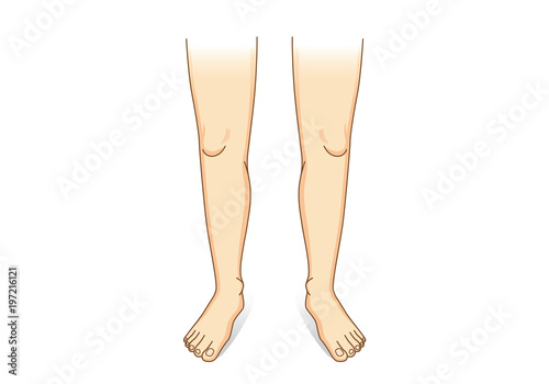 Leg vector in front view. Illustration about human legs composition.