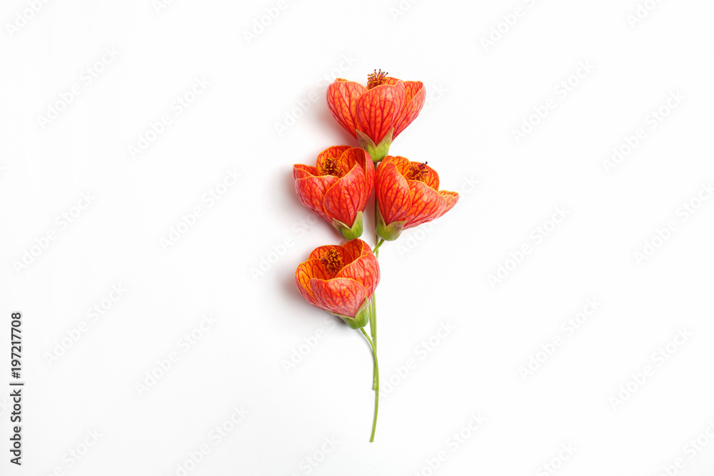 Composition from orange flowers on a white background. Flat lay