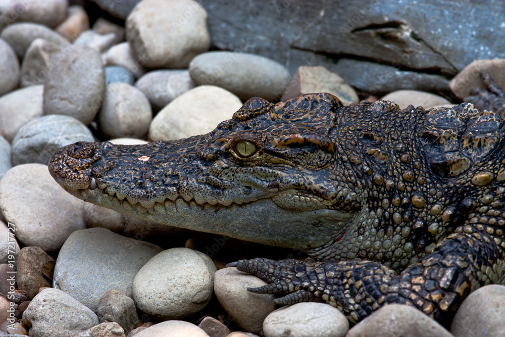 Obraz premium a set of pictures from the Zoo