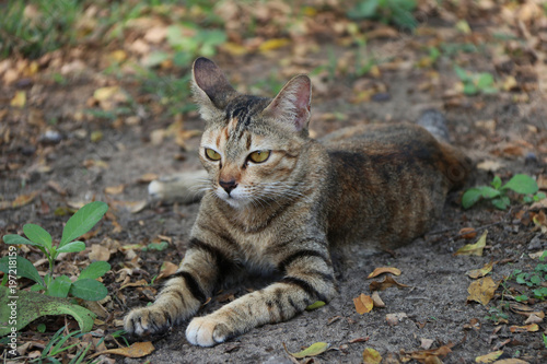 Striped cat in the garden. cat is a small domesticated carnivorous mammal with soft fur, a short snout, and retractile claws. © Achisatha