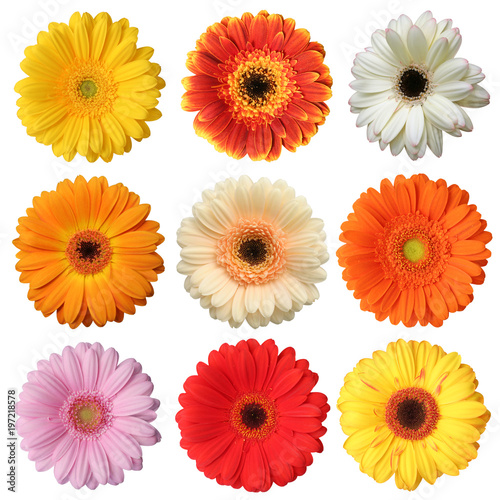 Wonderful colorful Gerberas isolated on white background.