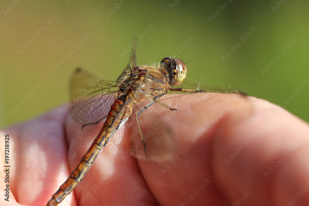 Obraz premium Dragonfly