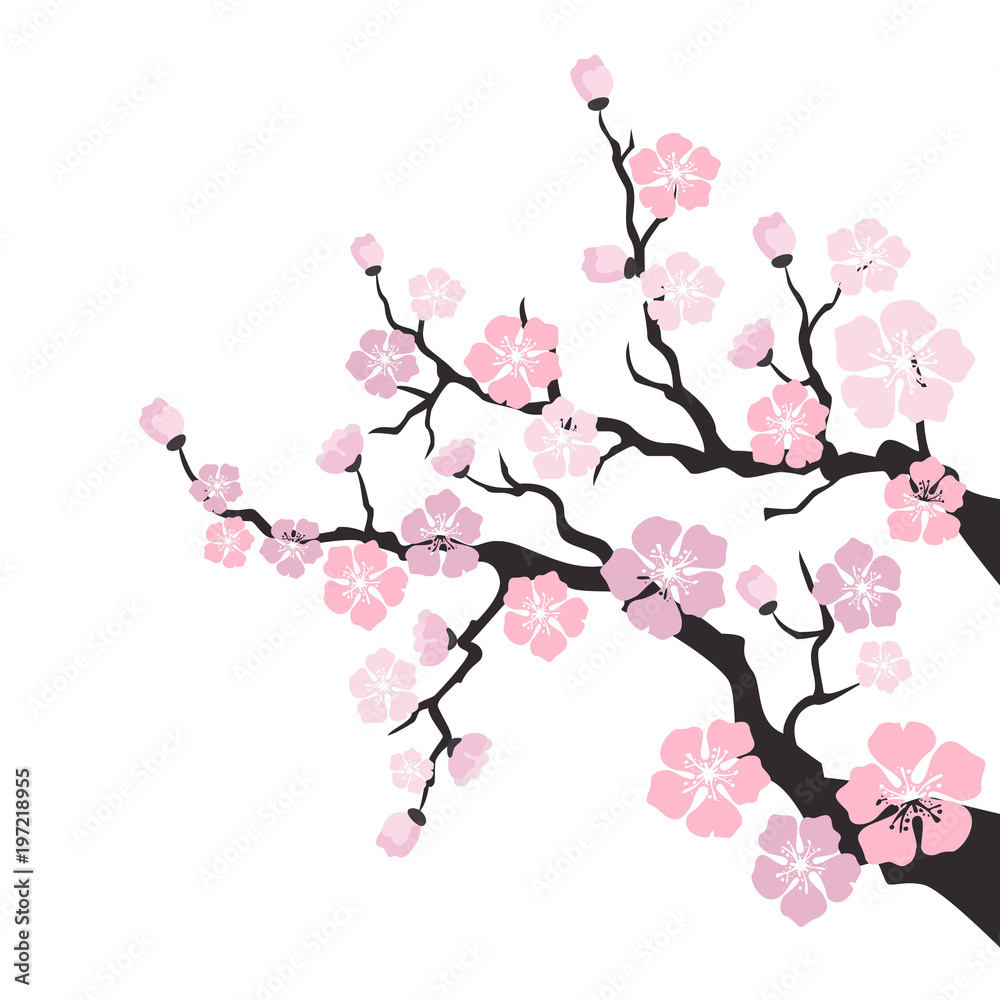 Fototapeta premium Sakura kwiat na białym tle.