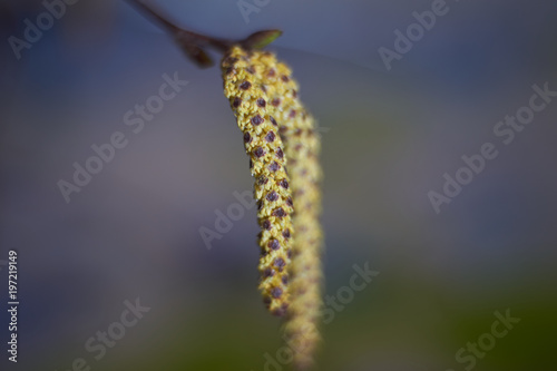 Flowers of the black alder in close-up