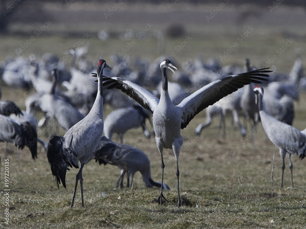 Obraz premium Common crane (Grus grus)