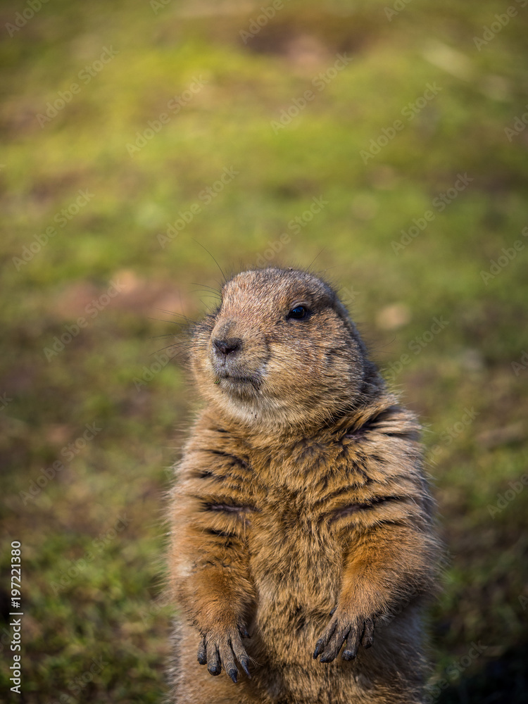 Black-tailed prairie dog on grassy ground Black-tailed prairie dog on grassy ground