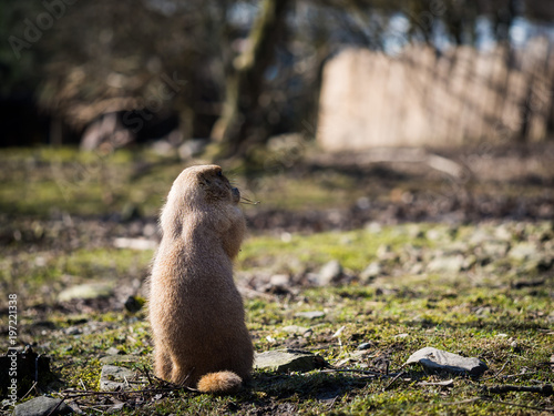 Black-tailed prairie dog on grassy ground photo