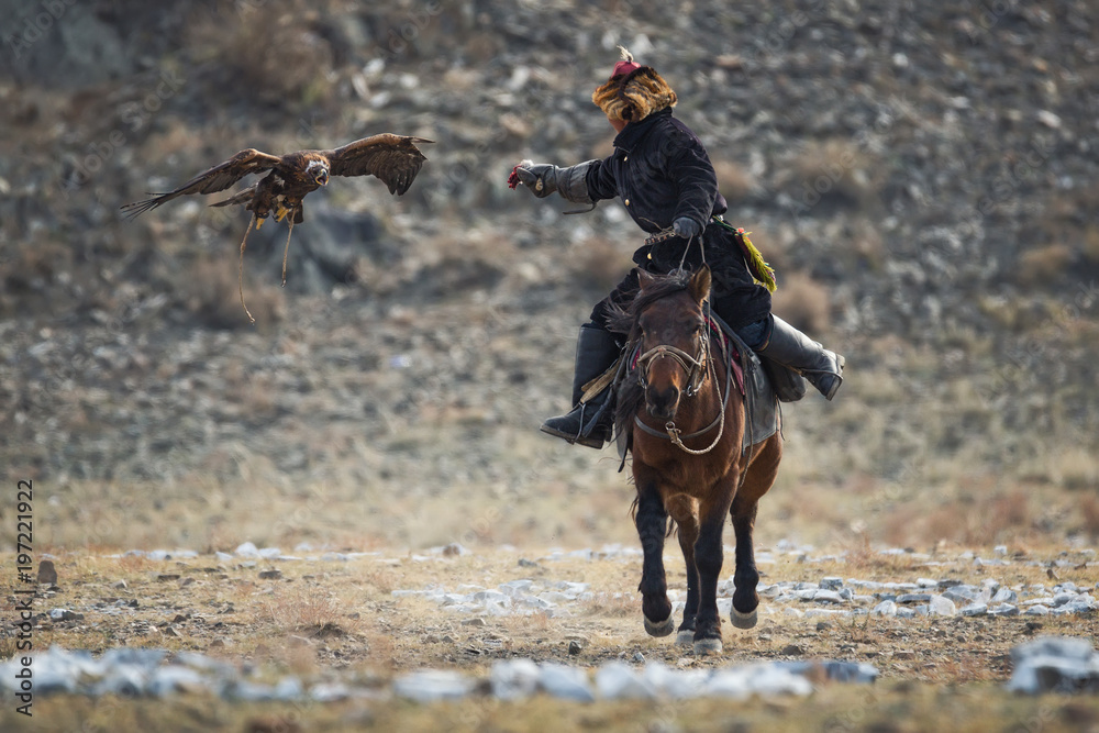 Golden Eagle Attacks Prey. Western Mongolia.Traditional Golden Eagle Festival. Unknown Mongolian Hunter ( So Called Berkutchi ) On Horse And Flying Golden Eagle. Falconry In West Mongolia.