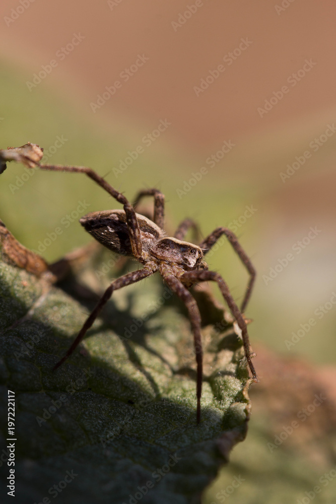 Fototapeta premium Spinne Macro