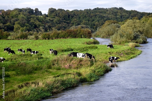 Cows at the River