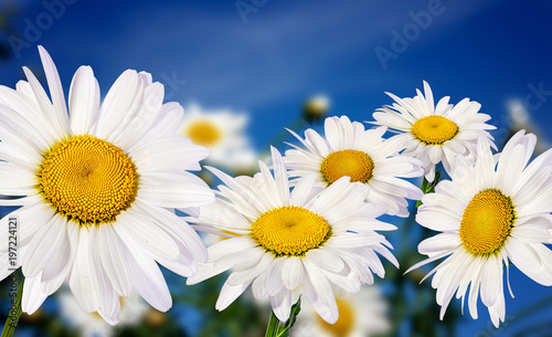 White camomiles on blue sky background