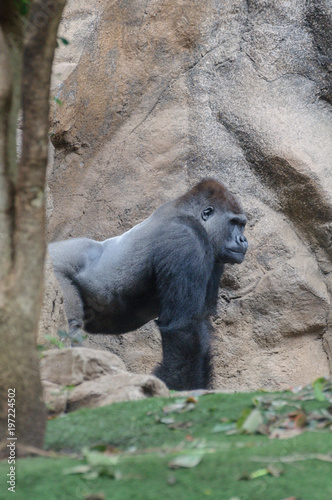 gorilla in the zoo © sergiy1607