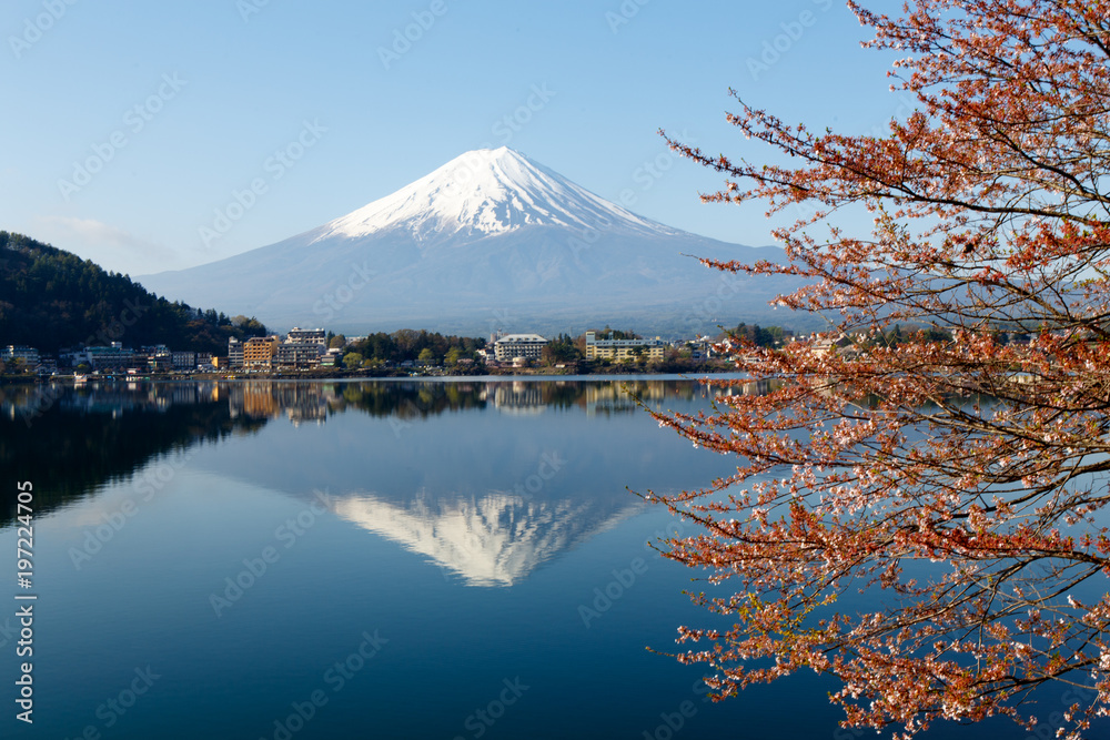 Fototapeta premium Mount Fuji with Blooming Sakura and Reflection on Kawaguchiko lake in Japan